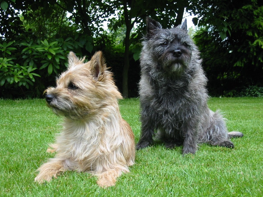 Cairn Terrier dog