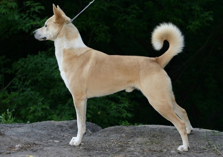 Canaan Dog dog