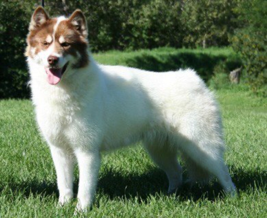 Canadian Eskimo Dog dog