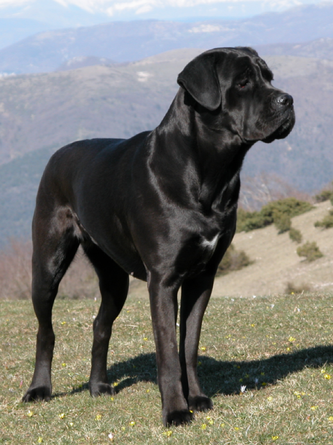 Cane Corso dog