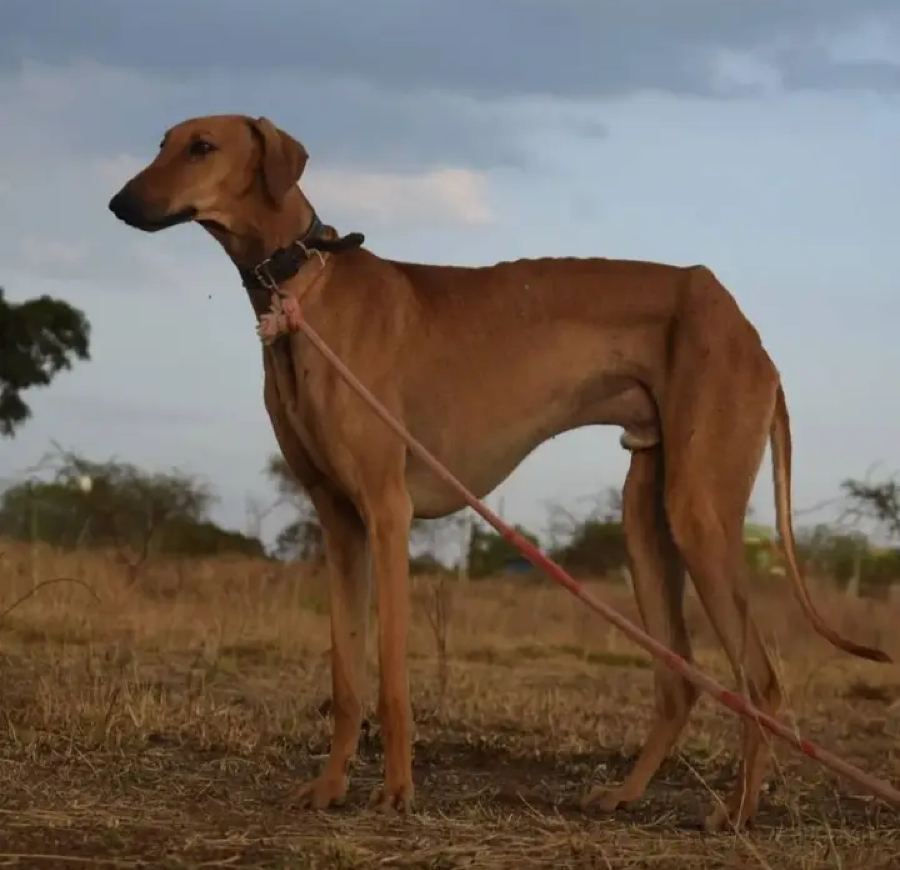 Caravan Hound dog