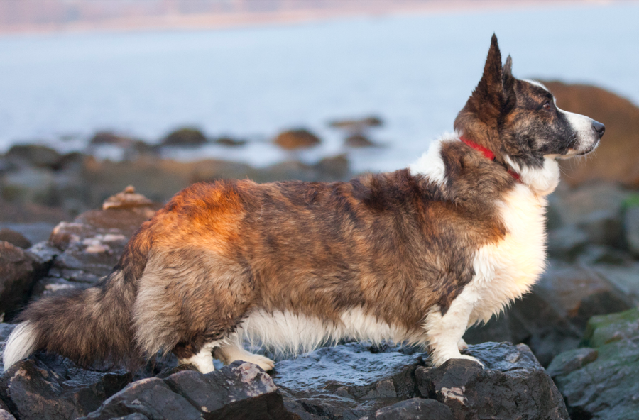 Cardigan Welsh Corgi dog