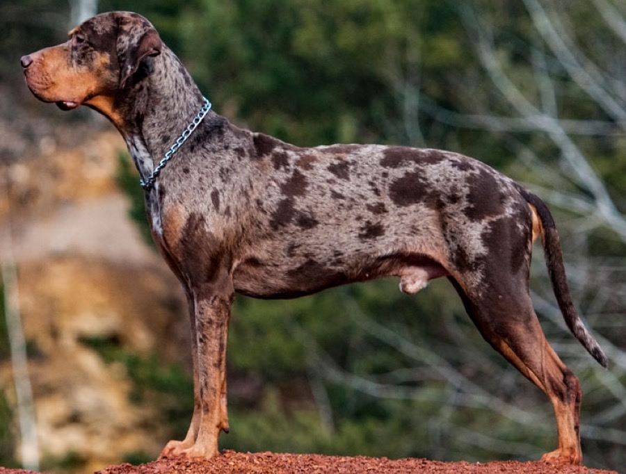 Catahoula Leopard Dog dog