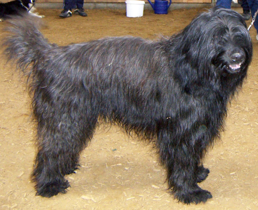 Catalan Sheepdog dog