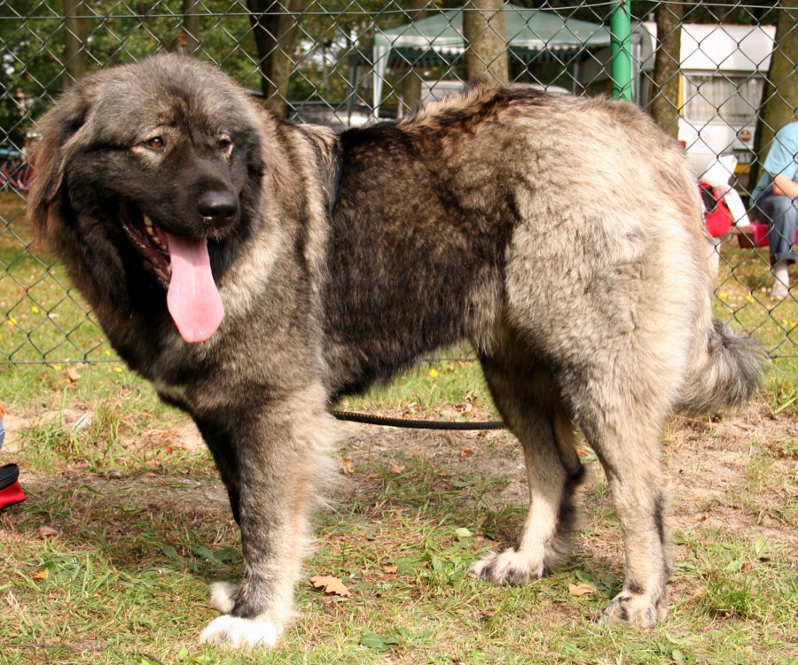 Caucasian Shepherd Dog dog