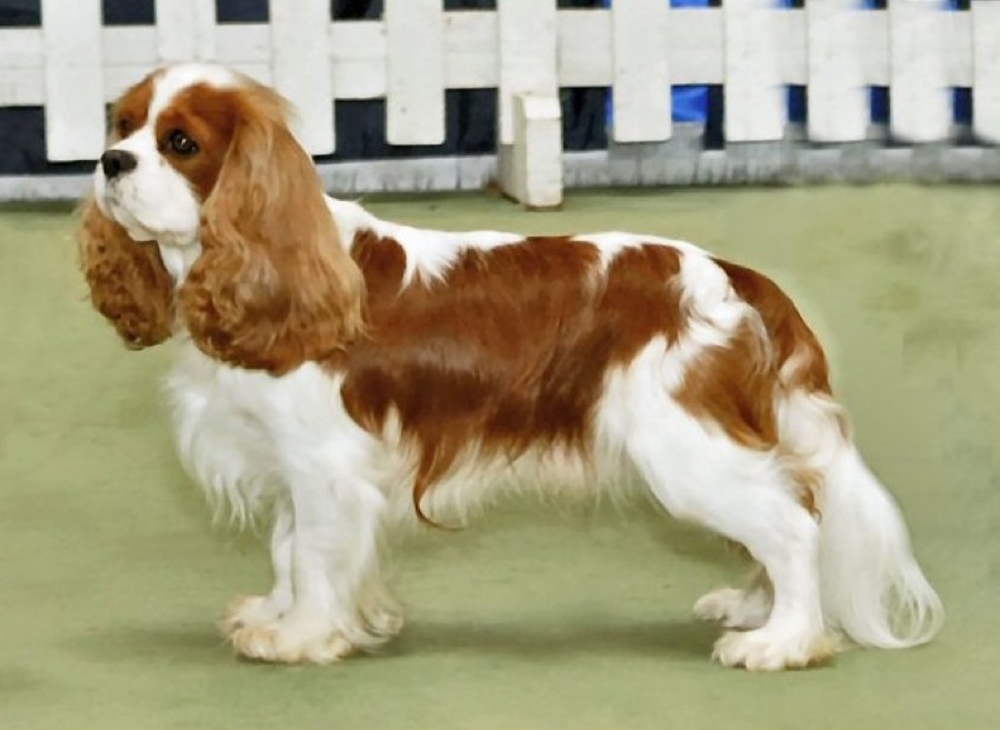 Cavalier King Charles Spaniel dog