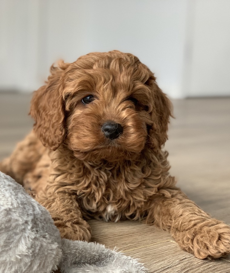 Cavapoo dog