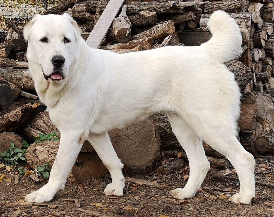 Central Asian Shepherd Dog dog