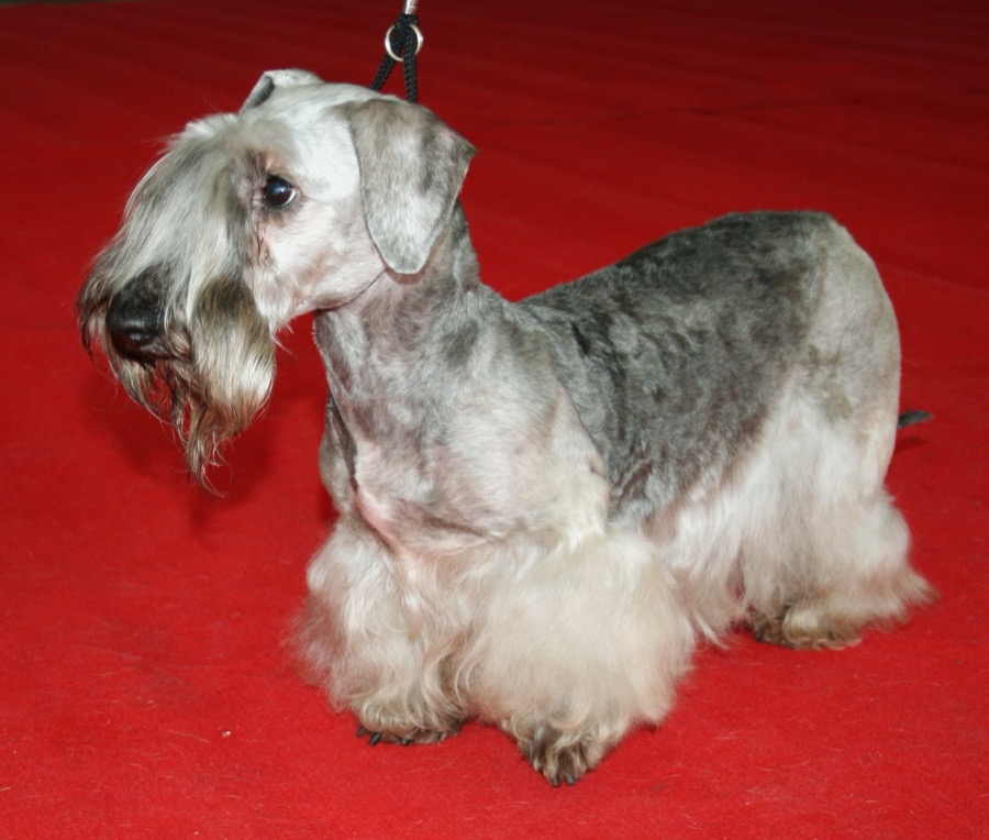 Cesky Terrier dog