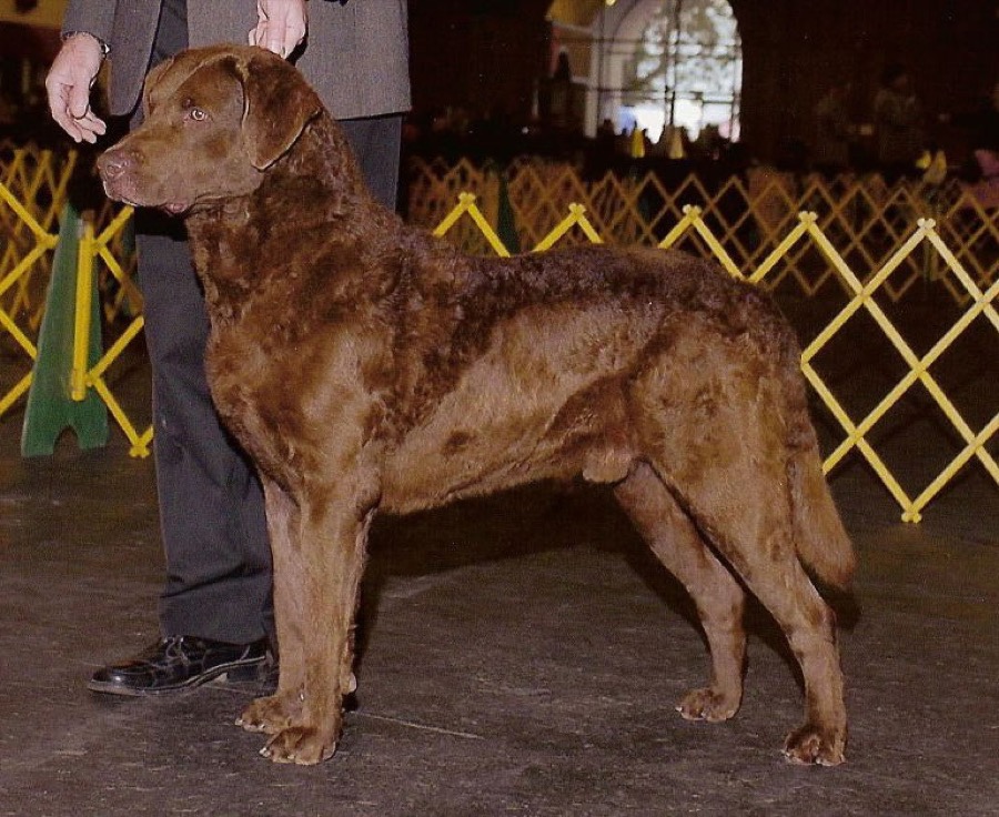 Chesapeake Bay Retriever dog