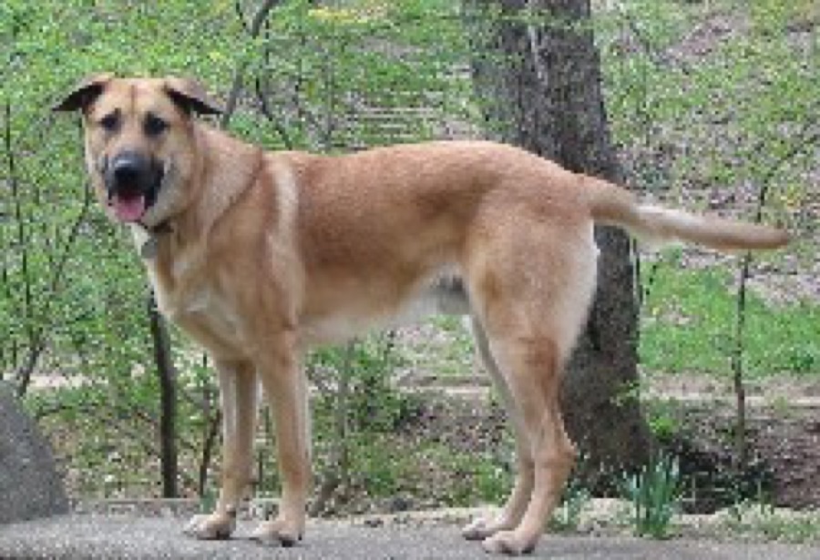 Chinook dog