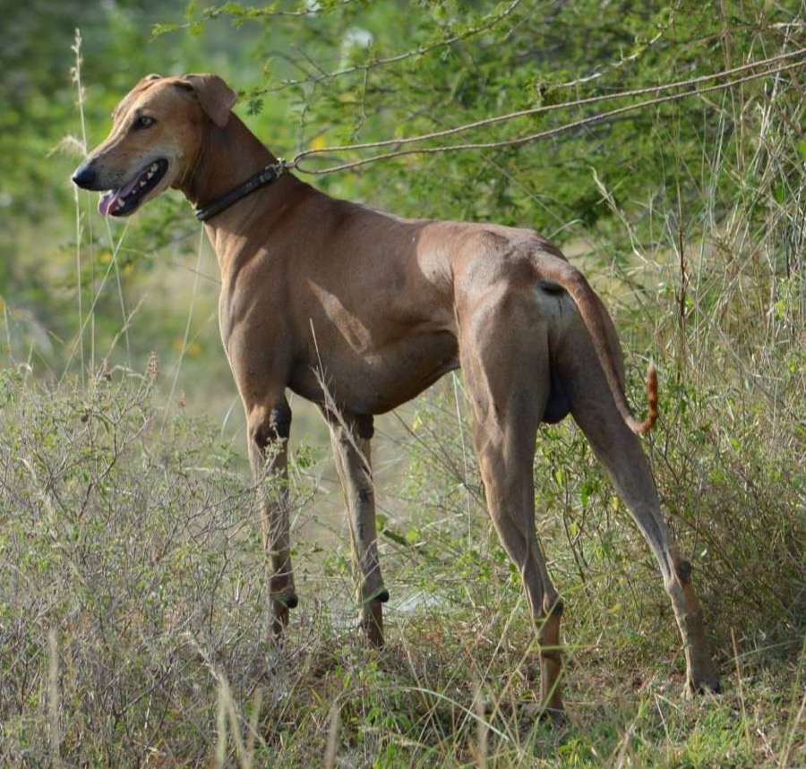 Chippiparai dog