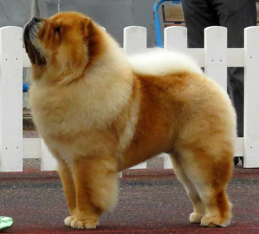 Chow Chow dog