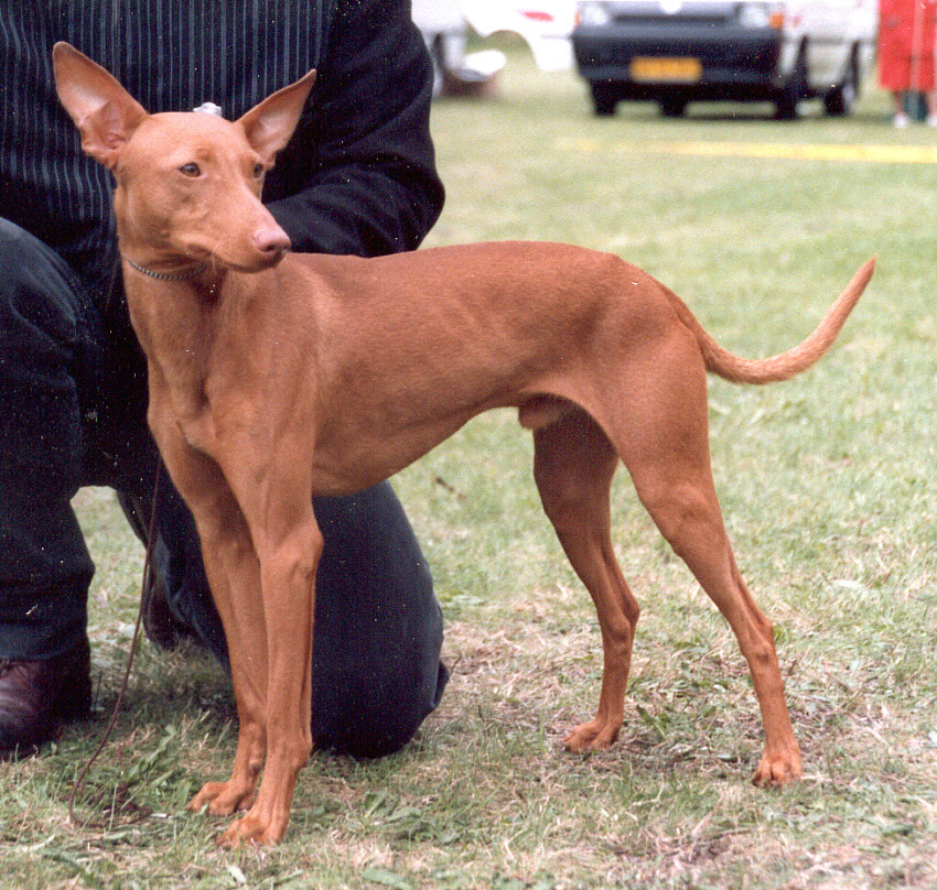 Cirneco Dell Etna