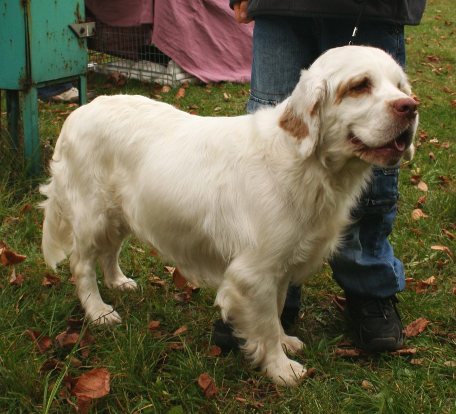 Clumber Spaniel dog