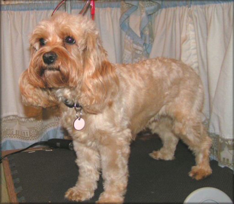 Cockapoo dog
