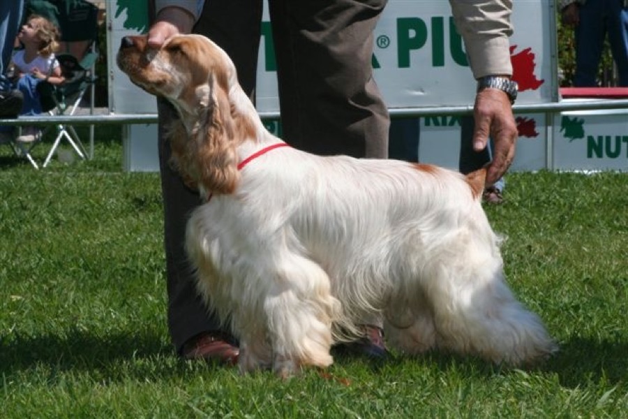 Cocker Spaniel dog
