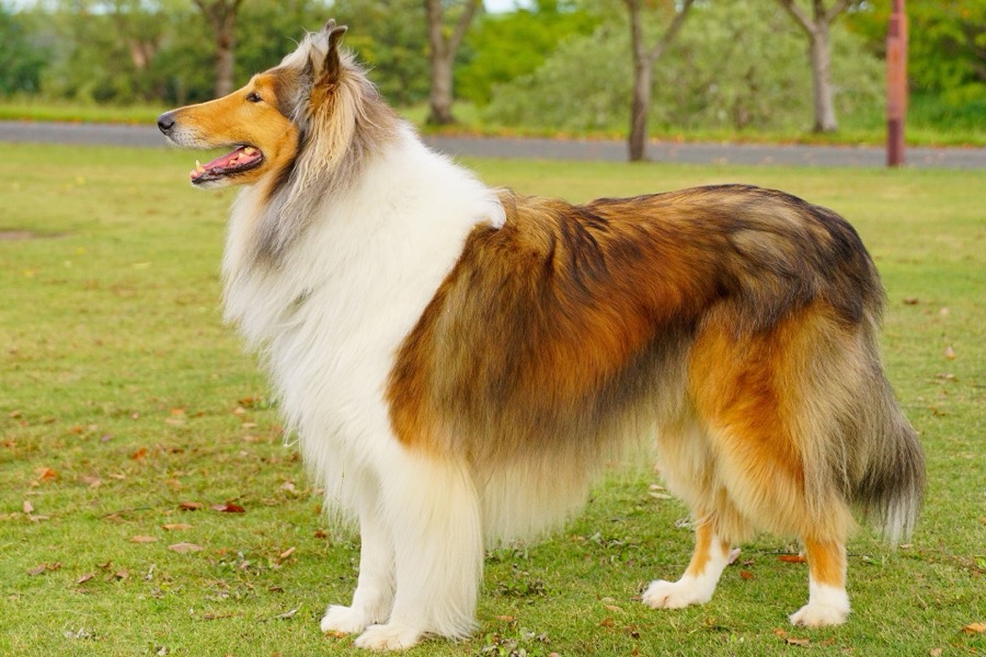 Collie (Rough) dog