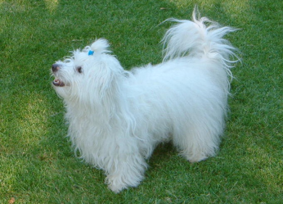 Coton de Tulear dog