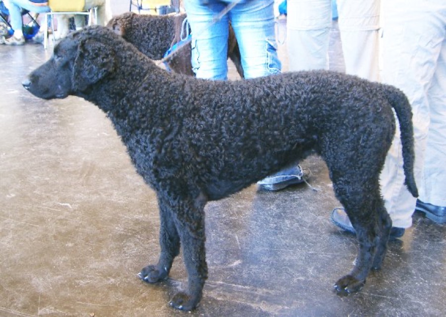 Curly-Coated Retriever dog