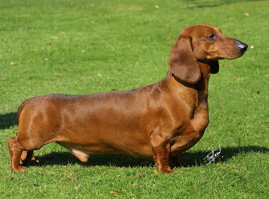 Dachshund dog