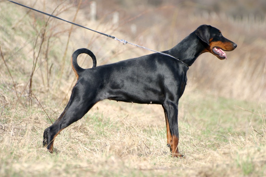 Doberman Pinscher dog