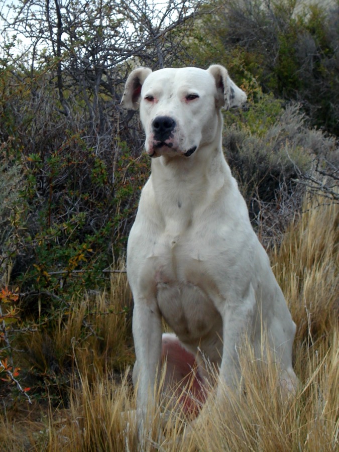 Dogo Argentino dog