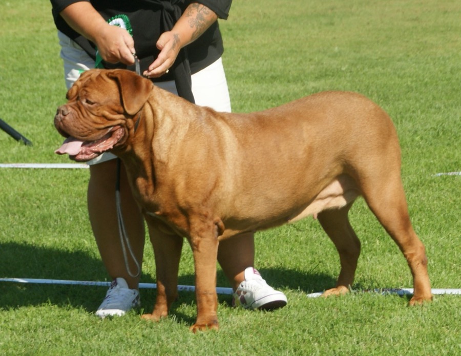 Dogue de Bordeaux dog