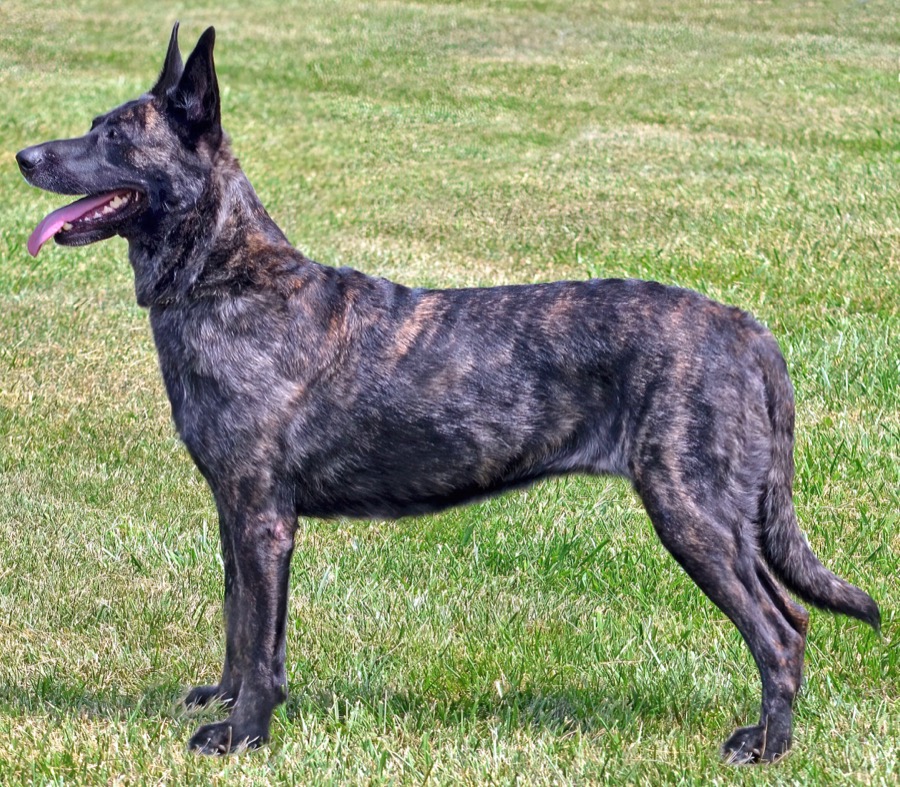 Dutch Shepherd dog