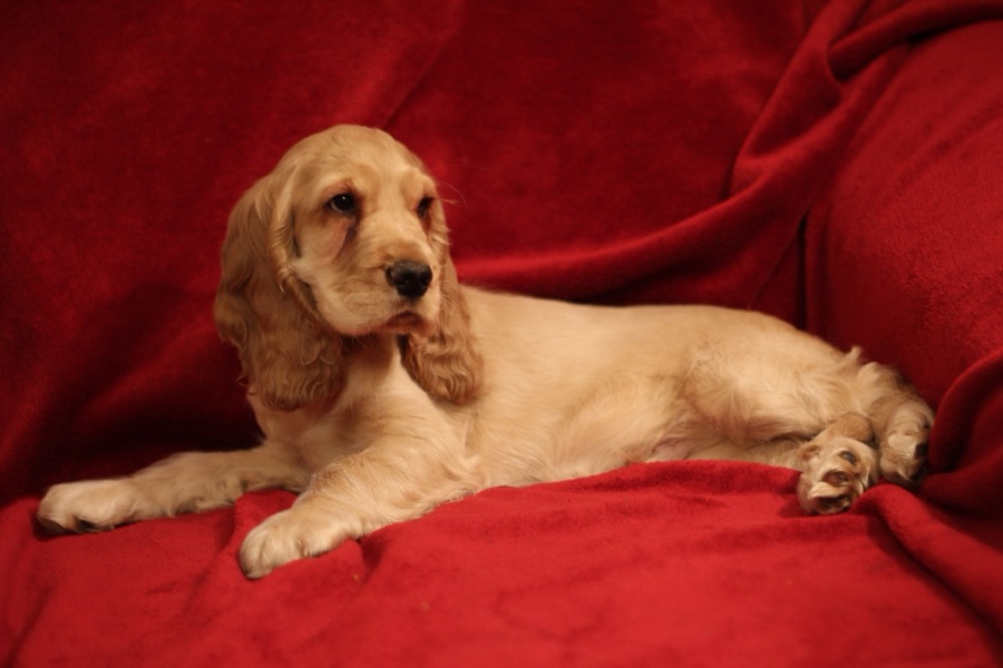 English Cocker Spaniel dog