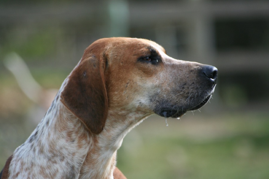English Foxhound dog