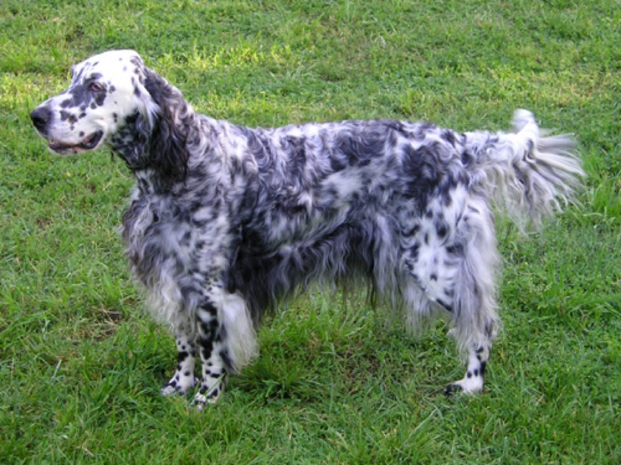 English Setter dog