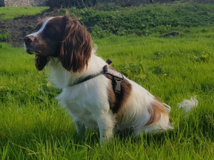 English Springer Spaniel dog