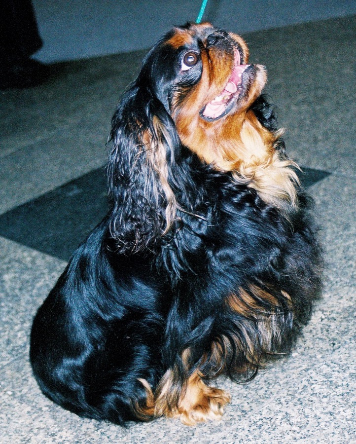 English Toy Spaniel dog