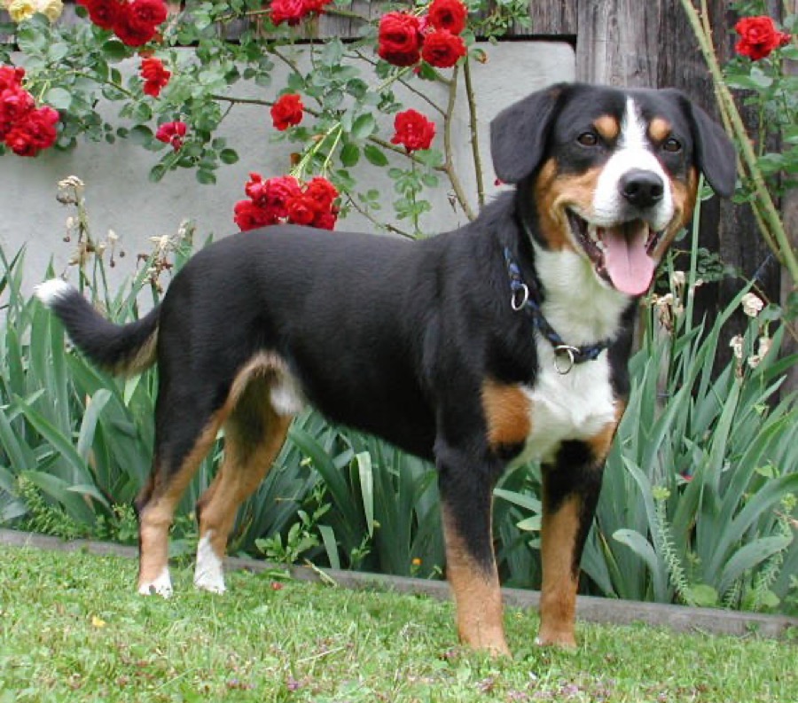 Entlebucher Mountain Dog dog