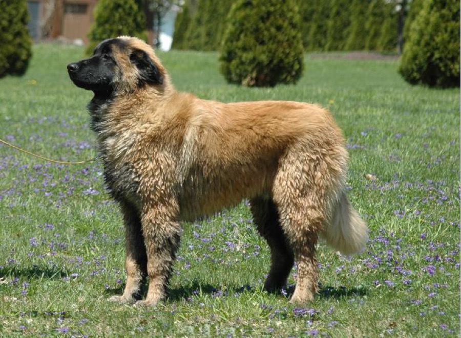 Estrela Mountain Dog dog