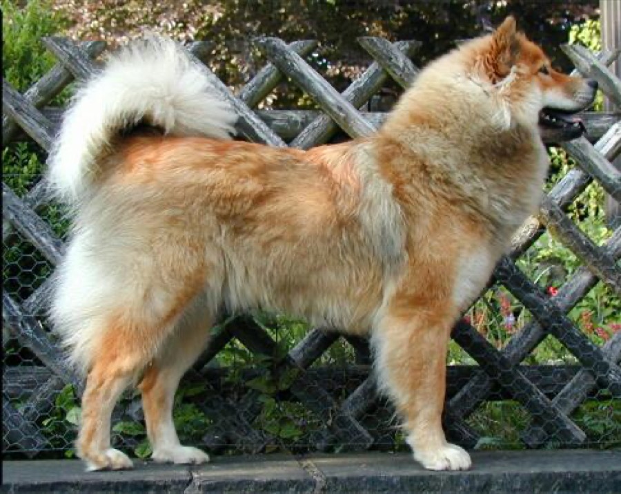 Eurasier dog