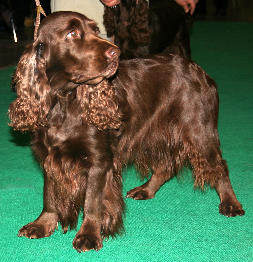 Field Spaniel dog