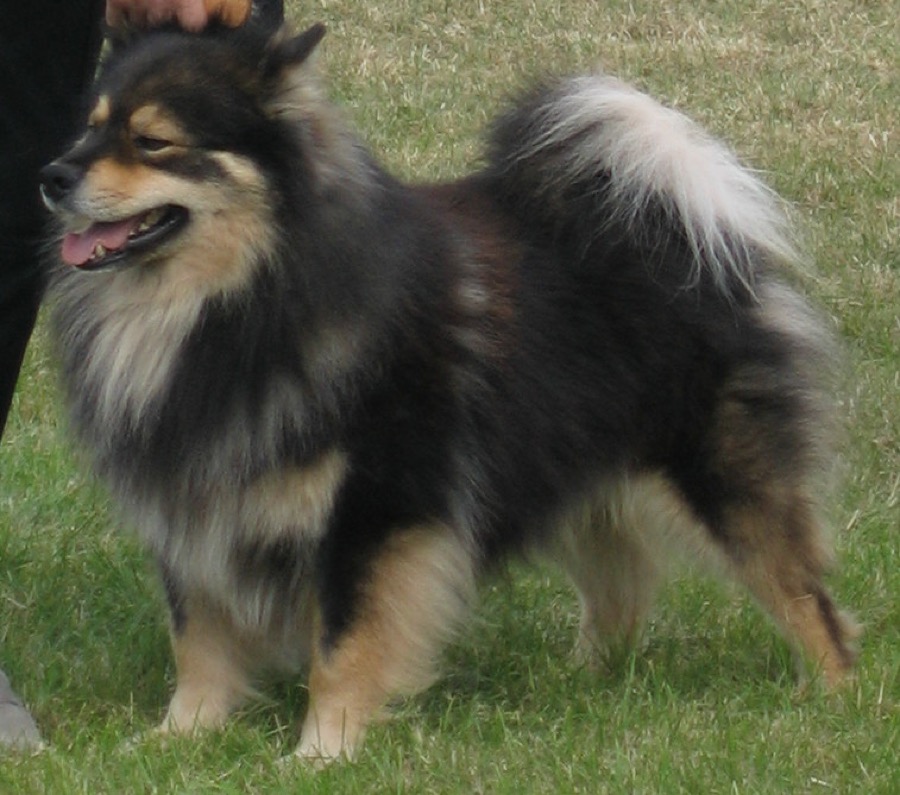 Finnish Lapphund dog