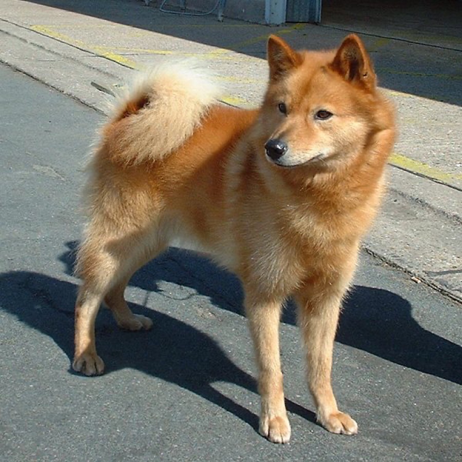 Finnish Spitz dog