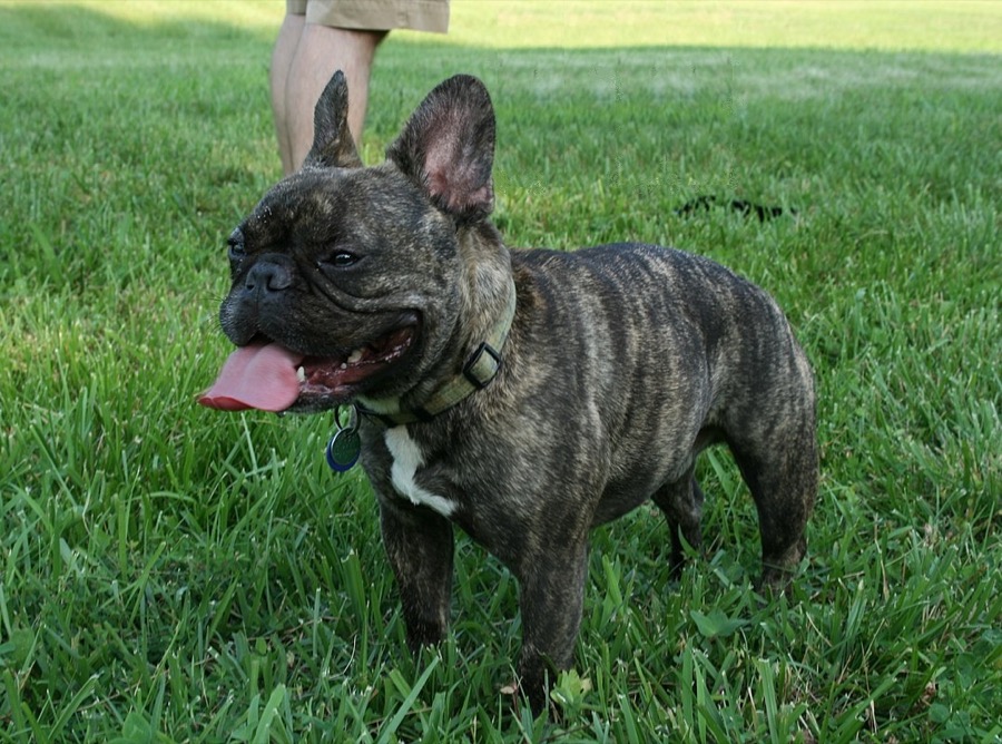 French Bulldog dog