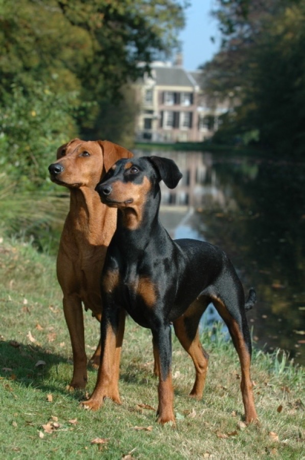 German Pinscher dog