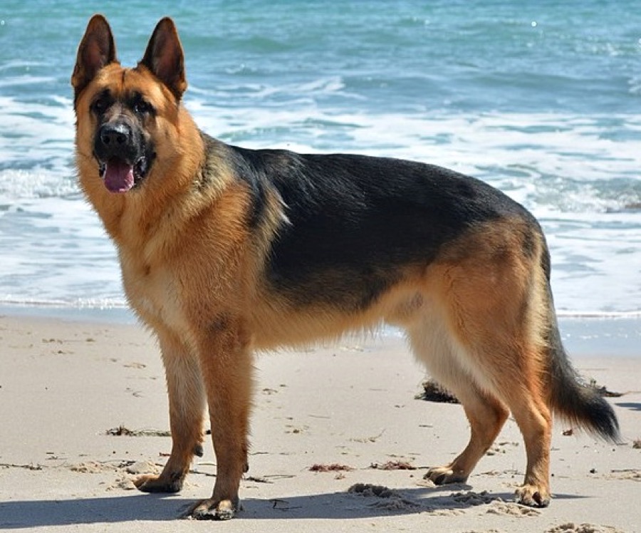 German Shepherd dog