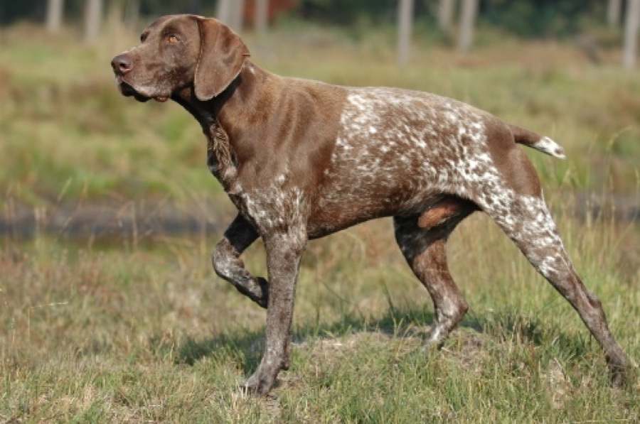 German Shorthaired Pointer dog