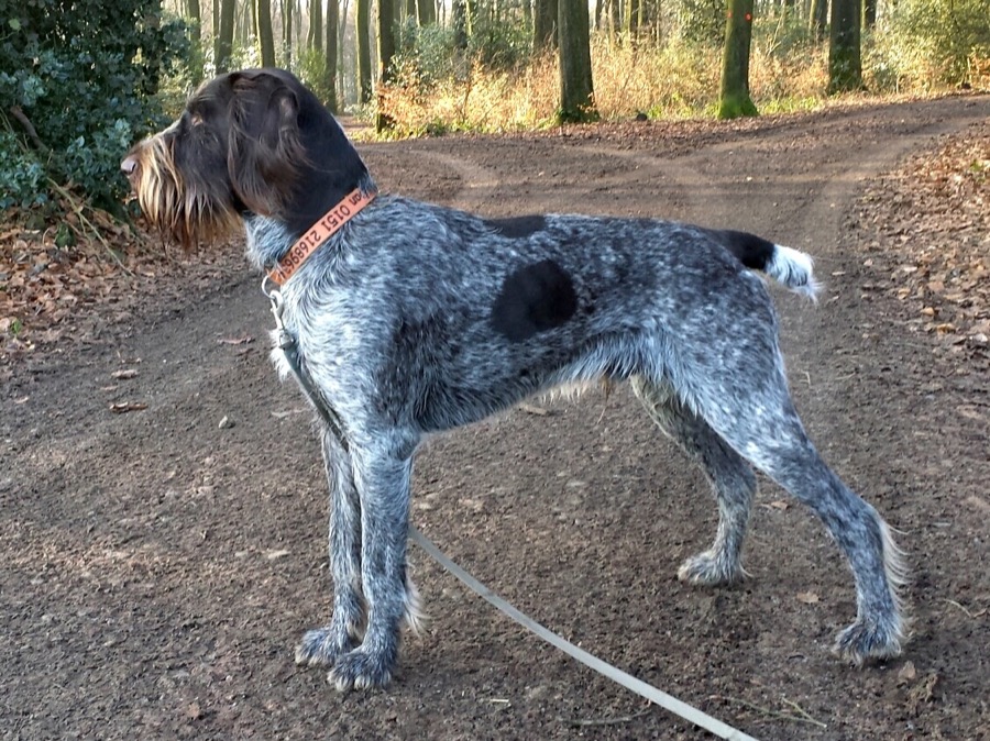 German Wirehaired Pointer dog