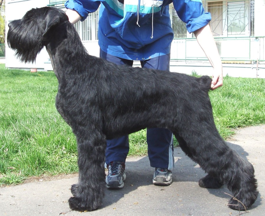 Giant Schnauzer dog