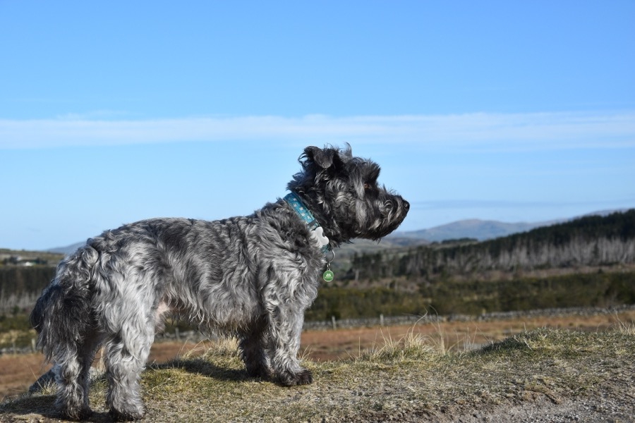 Glen of Imaal Terrier dog