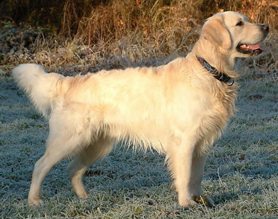 Golden Retriever dog