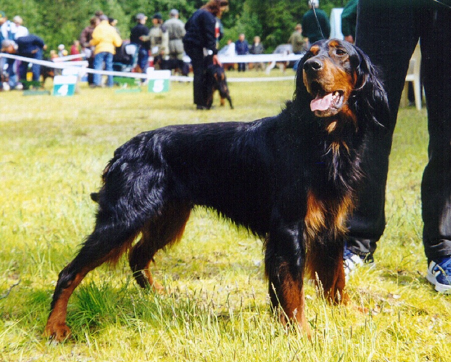 Gordon Setter dog
