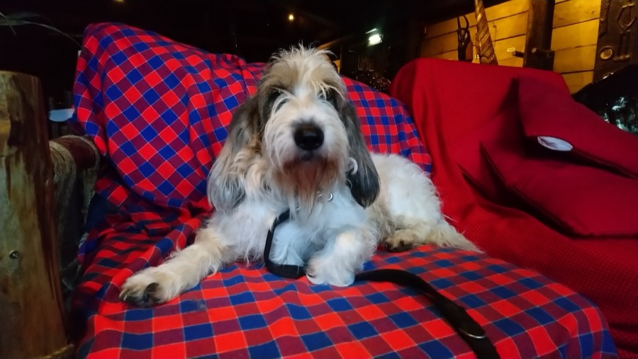 Grand Basset Griffon Vendeen dog